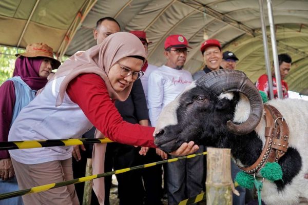 DOMBA. Bupati Indramayu, Hj Nina Agustina, bercengkerama dengan seekor domba saat acara Expo dan Kontes Domba Indramayu 2024, Minggu 12 Mei 2024 