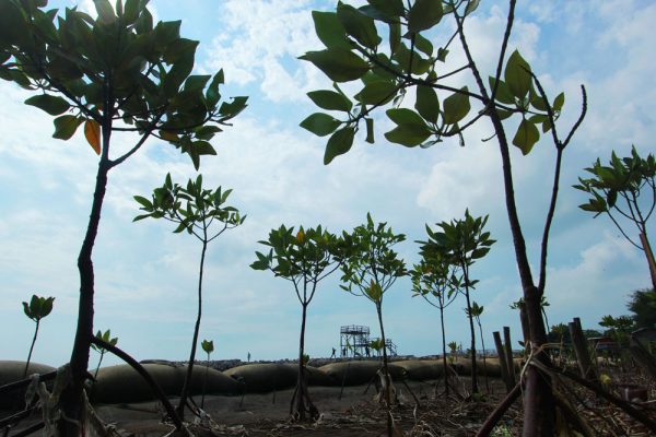 Tanaman ,mangrove di Pantai Rembat Kecamatan Juntinyuat, Kabupaten  Indramayu mampu membuat pantai tetap lestari. (foto utoyo prie achdi)